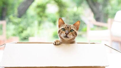 Gato espiando fora da caixa