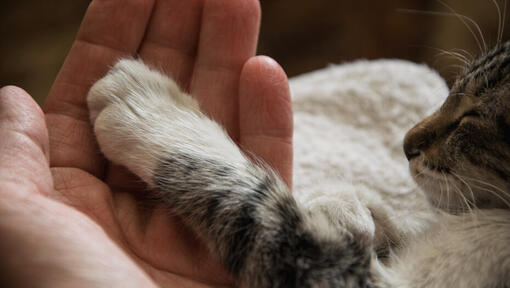 mão humana a segurar a pata de um gato