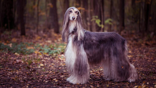 Raças de cães - Raça de cão Galgo Afegão