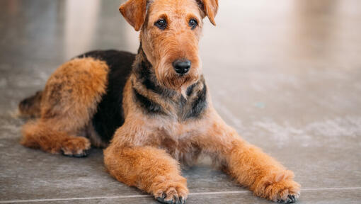 cão Airedale Terrier deitado