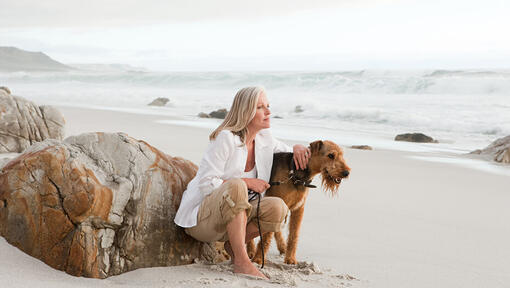 cão Airedale Terrier na praia