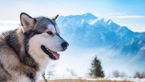 Raças de cães - Cão Malamute do Alasca