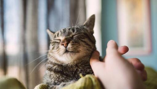 Gato satisfeito a ter o rosto esfregado