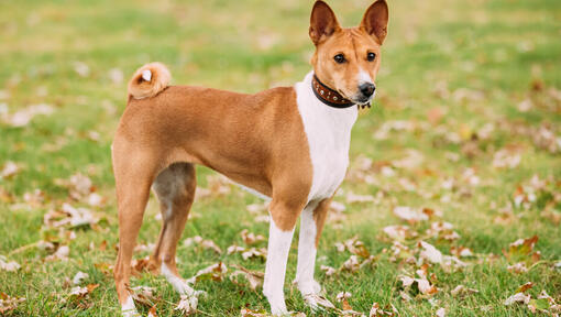 Brown basenji em pé na relva.