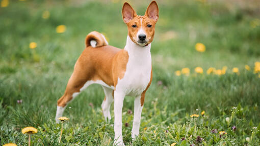 Brown basenji em pé na relva.