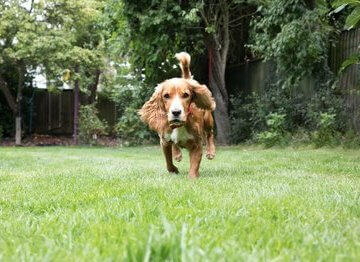 Cachorro a brincar no jardim