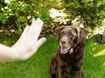 Cachorro aprendendo a ficar