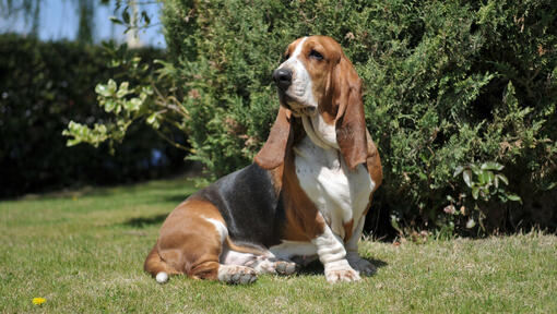 cão Basset hound sentado na relva