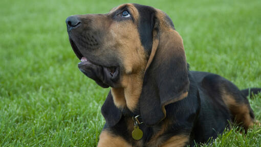cão Bloodhound deitado na relva