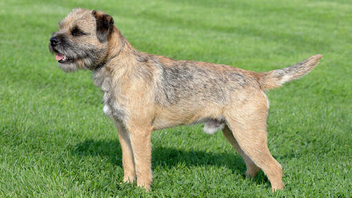 cão border terrier na relva