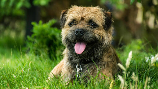 filhote de border terrier deitado na relva