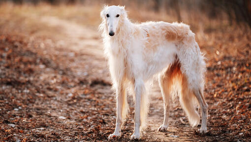 cão borzoi branco em pé