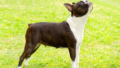 Boston terrier a olhar para cima