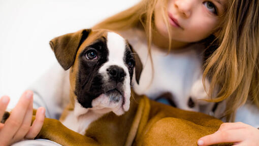 Tudo sobre o cachorro Boxer: origem, personalidade, saúde, características  físicas e cuidados