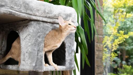 A chegada de um novo gatinho a casa