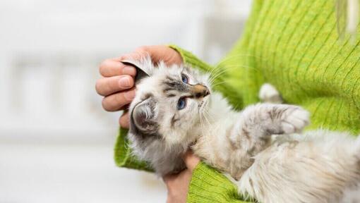 Gatinho peludo claro a ser segurado nos braços do dono