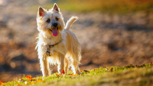 cairn terrier em pé na colina