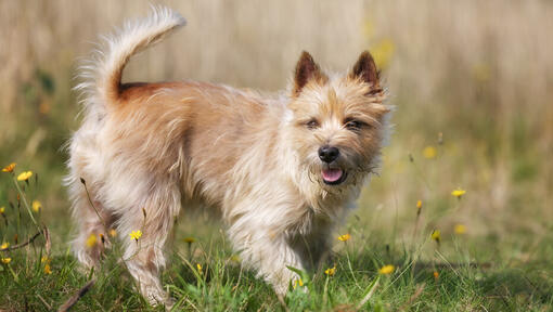 cairn terrier num campo de flores