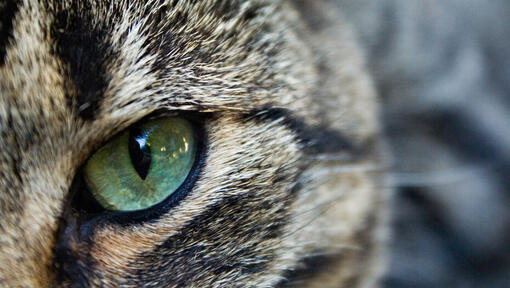Fechar o olho verde de um gato