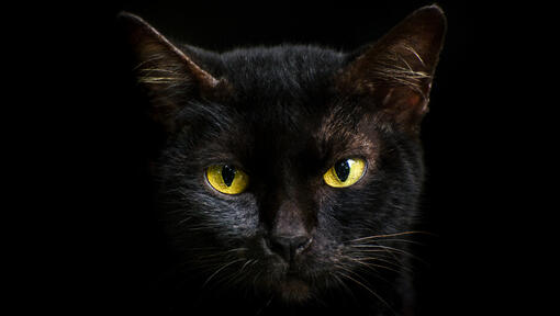 Vista de perto de um gato preto com olhos amarelos