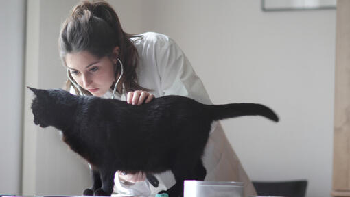 Veterinário a examinar gato preto
