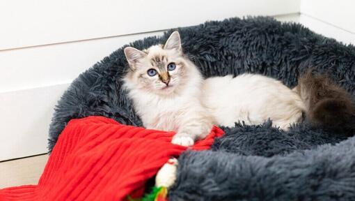 Gato de olhos azuis deitado na cama de gato