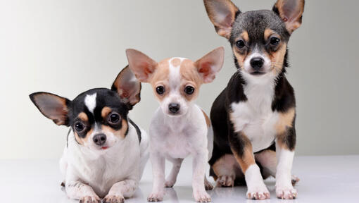 Três Chihuahuas