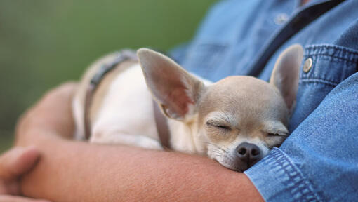 Chihuahua a dormir nas mãos do homem.