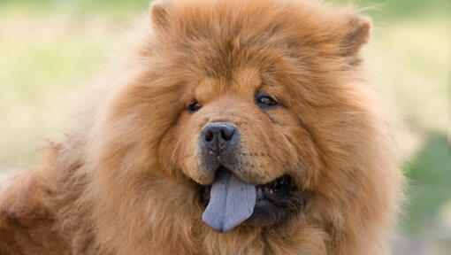 Chow Chow de cor creme