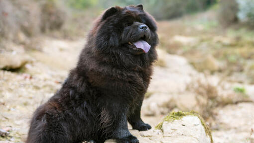 Cão Chow Chow preto sentado