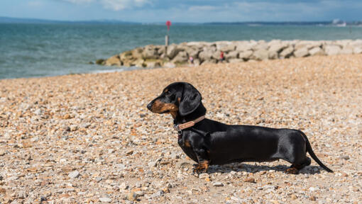 Dachshund (Miniatura de Pelo Sedoso)