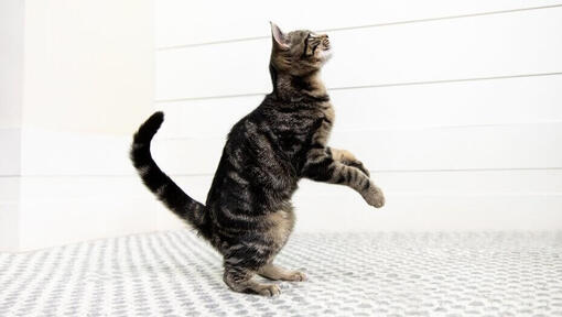 Gato nas patas traseiras prestes a pular.