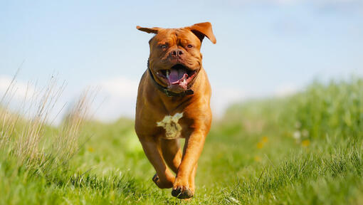 cão Dogue de Bordeaux a correr no campo