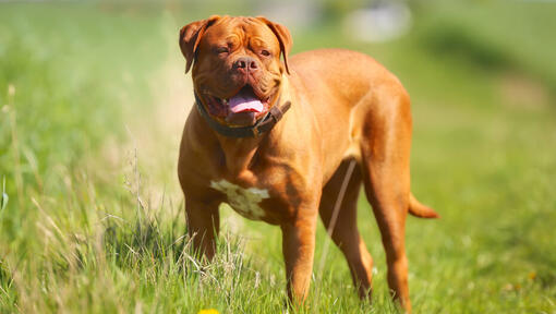 cão Dogue de Bordeaux na relva