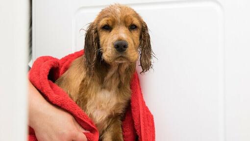 cachorrinho enrolado numa toalha vermelha