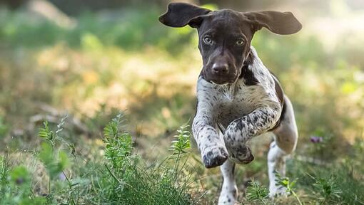 cão Braco Alemão de Pelo Curto a correr