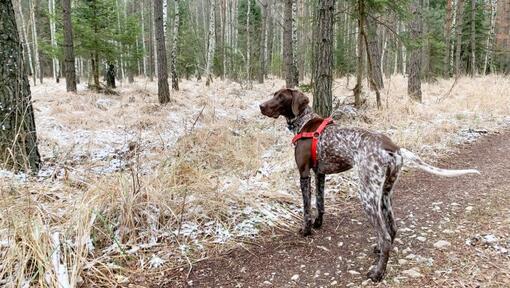 cão Braco Alemão de Pelo Curto na floresta
