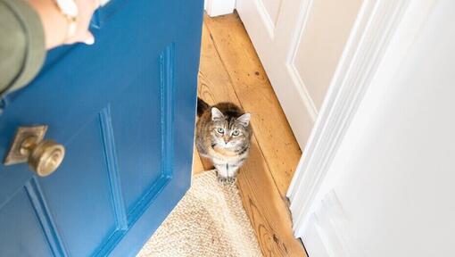 Gato à espera na porta