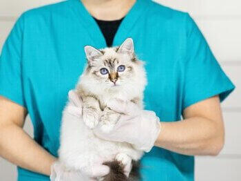 Gato a ser mantido pelo veterinário