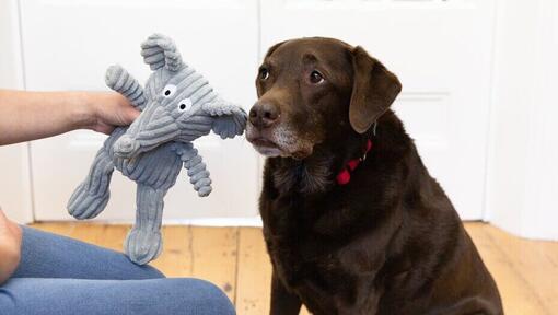 Cão incentivado com brinquedo