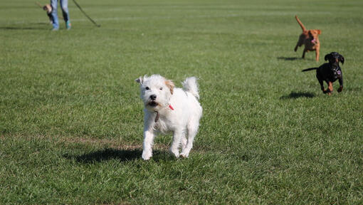 Cão branco a correr no parque com outros cães enquanto lata ir
