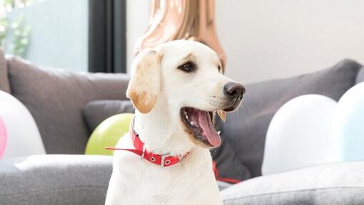 Labrador amarelo em casa com a boca aberta