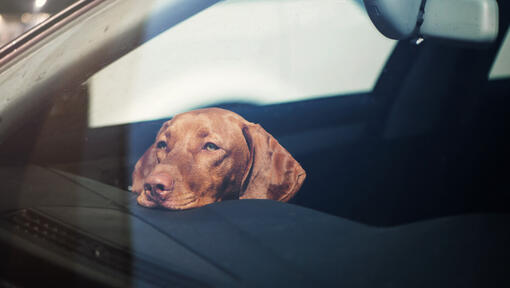 Vizsla a descansar a cabeça no painel do carro