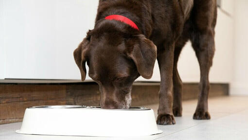 cachorro sénior a comer de uma tigela