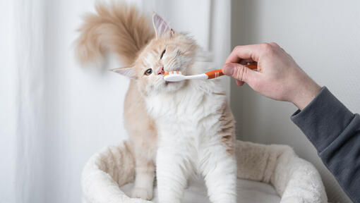 Escovar os dentes de um gato