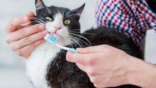 Gato com escova de dentes