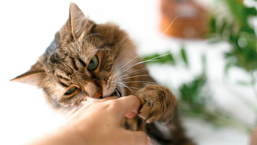 Mão de donos de gato a morder.