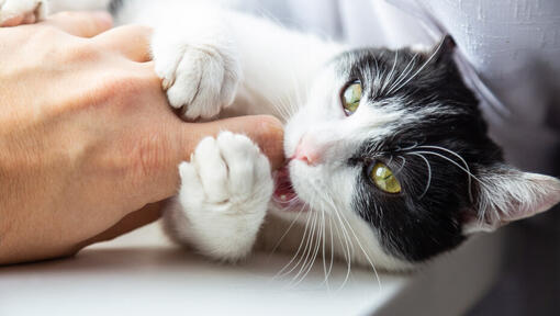 Gato preto e branco a mordiscar o dedo do dono.