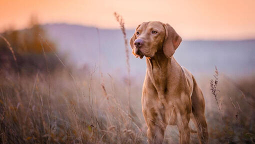 Brown Vizsla em pé no campo