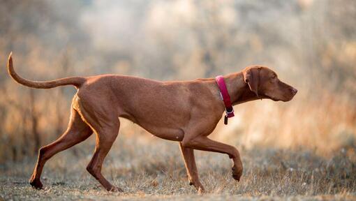 Brown Vizsla a andar no campo